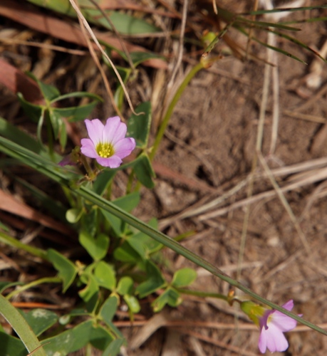 Image of Oxalis semiloba by (c) Tony Rebelo, some rights reserved (CC BY-SA)