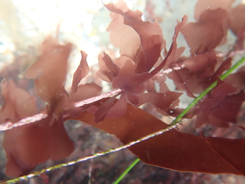 Representative image of Erythrotrichiaceae