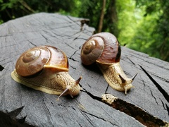 Cryptozona menglunensis