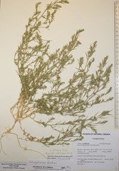 Corispermum villosum