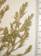 Corispermum villosum