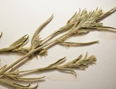 Corispermum villosum