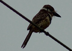Hypnelus ruficollis