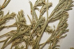 Corispermum villosum