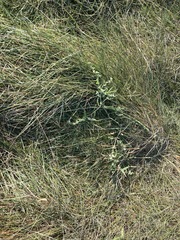 Atriplex acadiensis
