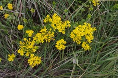 Sebaea grisebachiana