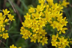Sebaea grisebachiana