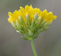 Sebaea grisebachiana