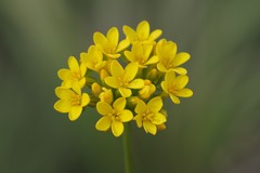 Sebaea grisebachiana