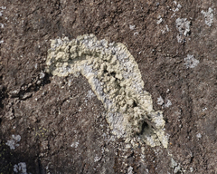 Lepraria membranacea