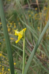 Moraea reticulata