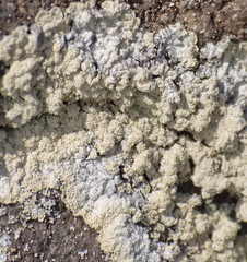 Lepraria membranacea