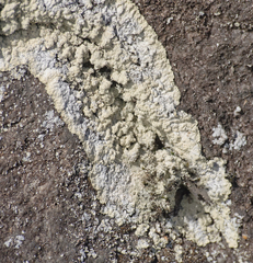 Lepraria membranacea