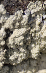 Lepraria membranacea