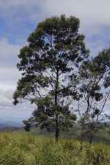 Acacia mearnsii image