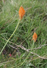 Kniphofia triangularis