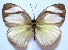 Itaballia demophile centralis