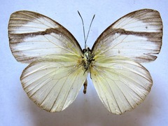 Itaballia demophile centralis
