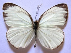 Itaballia demophile centralis