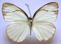 Itaballia demophile centralis