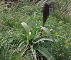 Kniphofia northiae