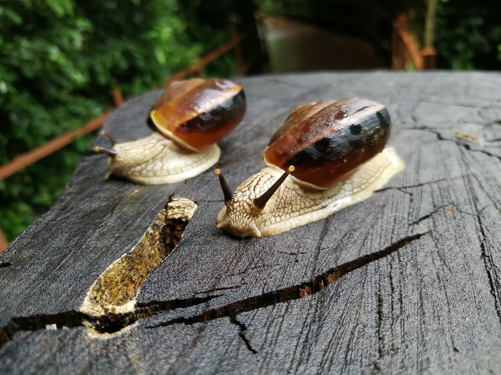 Cryptozona menglunensis