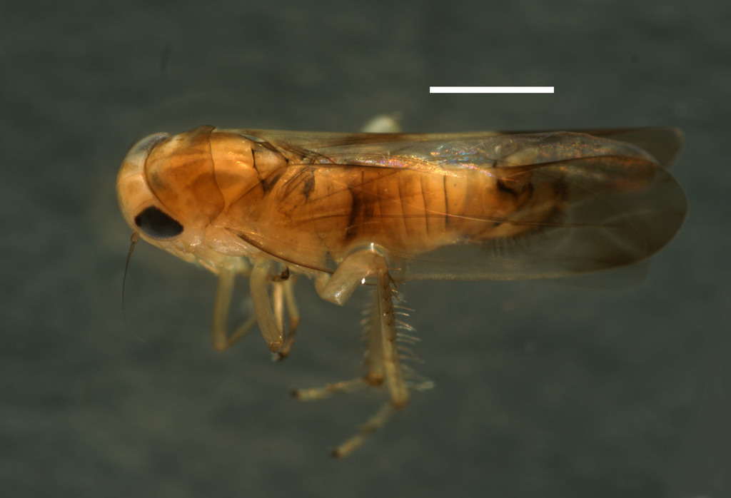 Leafhopper