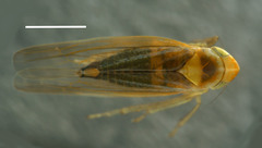 Dikraneura mali
