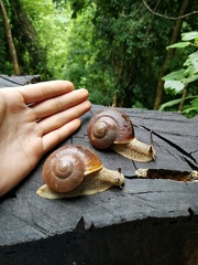 Cryptozona menglunensis