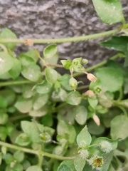 Stellaria media