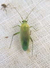 Closterotomus