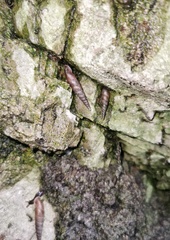 Euphaedusa tetsui