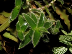 Cyanotis somaliensis