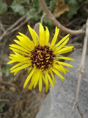 Chionopappus benthamii