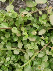 Stellaria media
