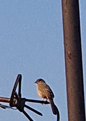 Melozone fusca
