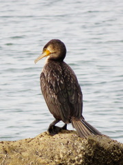 Phalacrocorax carbo