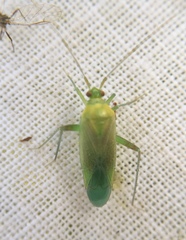 Closterotomus