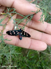Amata mogadorensis