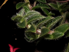 Cyanotis somaliensis