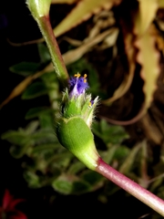 Cyanotis somaliensis