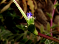 Cyanotis somaliensis