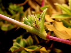 Cyanotis somaliensis