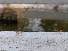 Oecophylla smaragdina