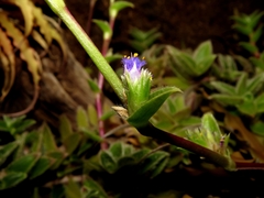 Cyanotis somaliensis