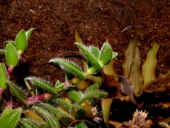 Cyanotis somaliensis