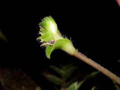 Cyanotis somaliensis