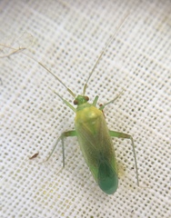Closterotomus