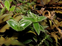 Cyanotis somaliensis