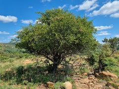 Vangueria parvifolia